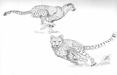 Cheetah Sketches