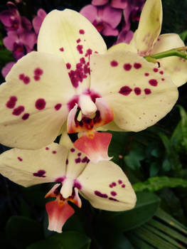 Orchid03