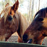 Horses