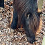 Pony