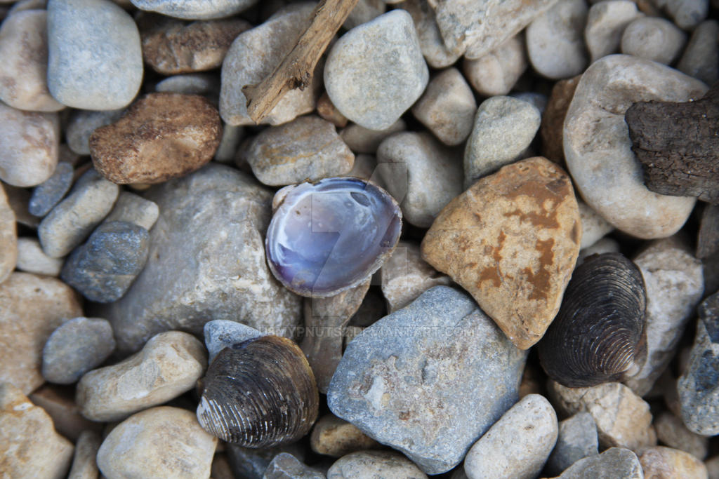 Texas Shells Texas Shells by u8myPnuts2 on DeviantArt