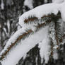 snow on a branch