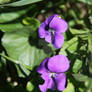 Wild purple violets
