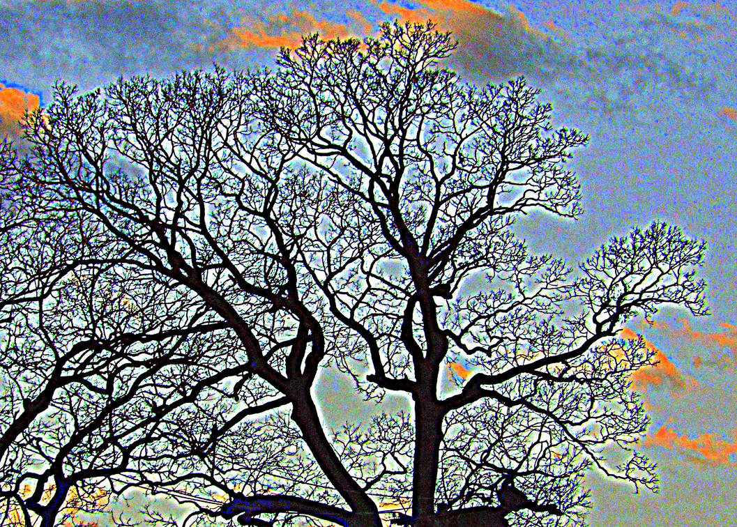 Angry Tree by sablover on DeviantArt