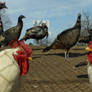 Chickens Talking Turkey