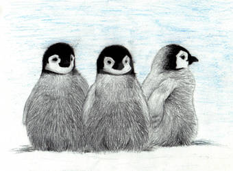 Penguin Chicks