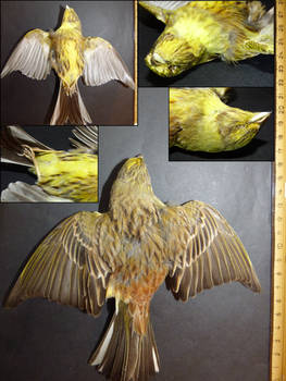 Yellowhammer