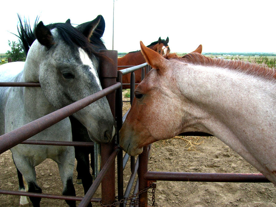 Kissy faces by rodeorockergurl08 on DeviantArt