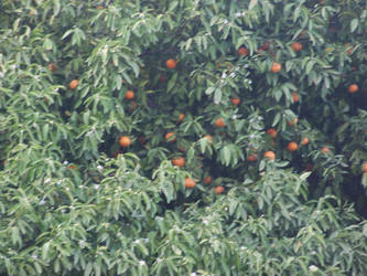 tangerine tree