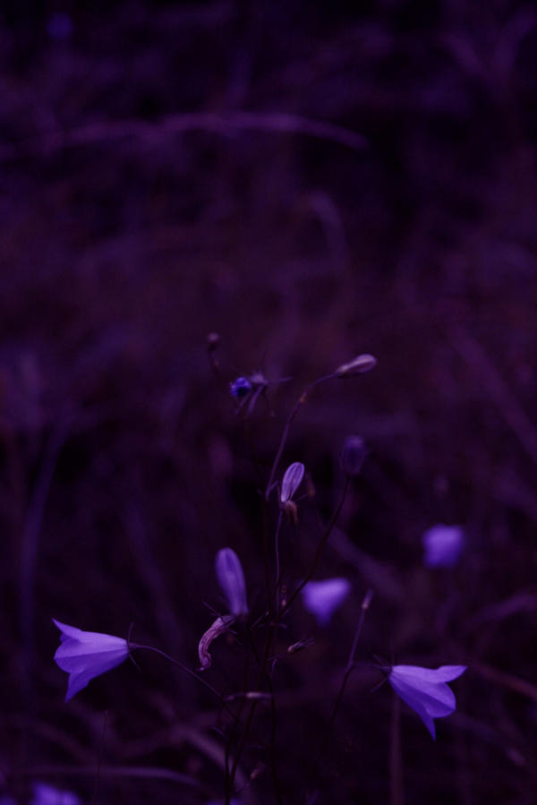 Campanula rotundifolia