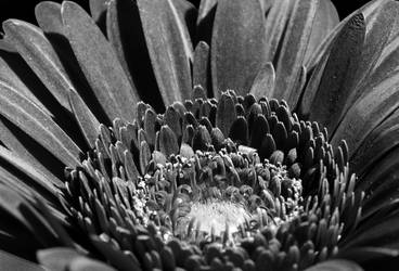 Flower in black and white