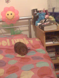 Rolo and my room