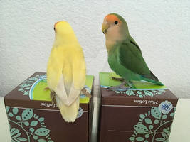 My Birds