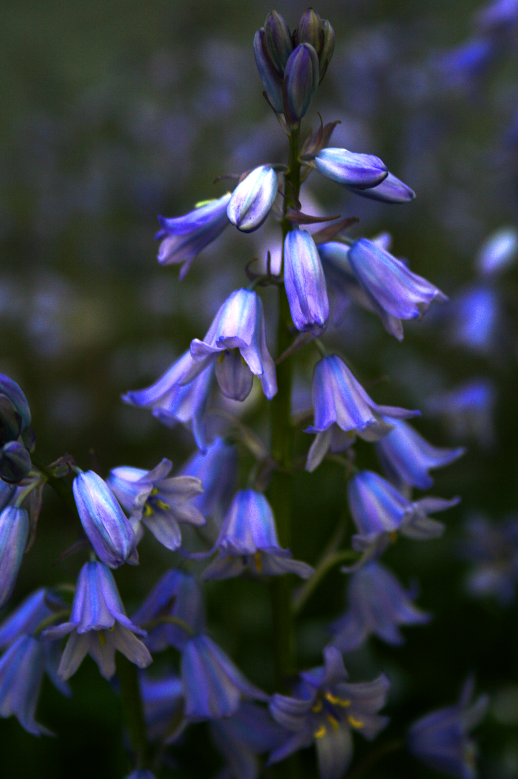 Bluebells Ring