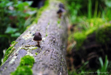 Woodland Mushrooms