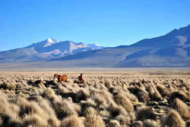 Grazing on volcanic plains