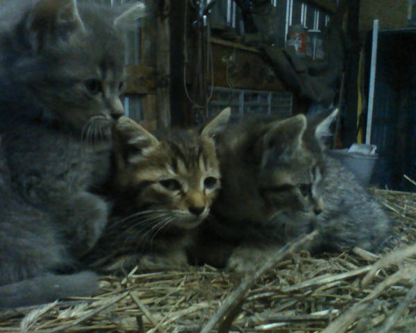 Barn Kittens