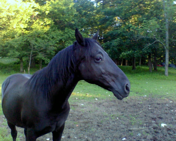 Black Horse