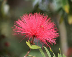 Mimosa Forest