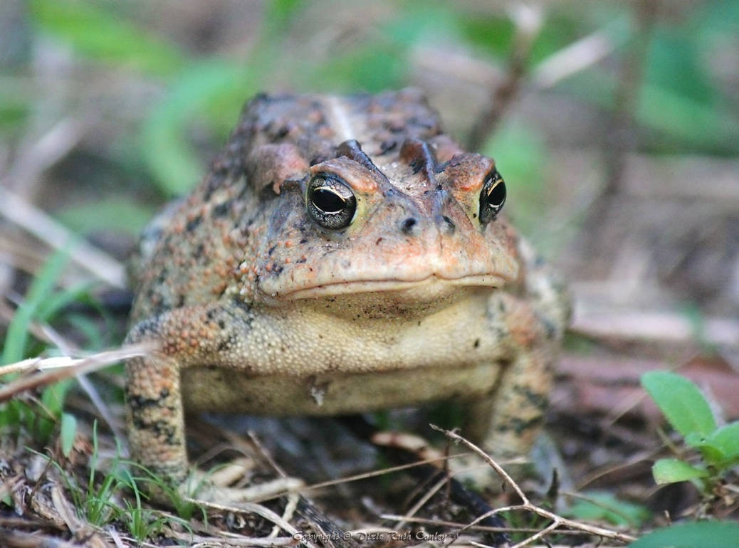 Grumpy Toad by DragaFlammis on DeviantArt
