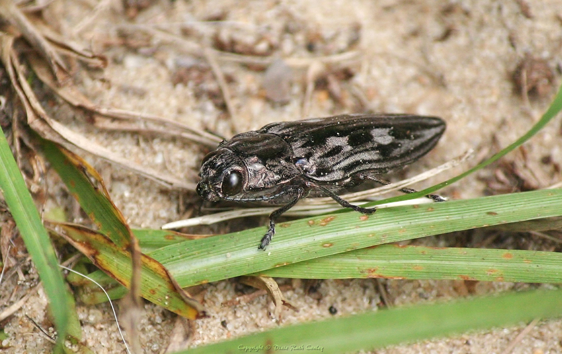 Bashful Beetle by DragaFlammis on DeviantArt