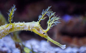 Living Sea Dragon