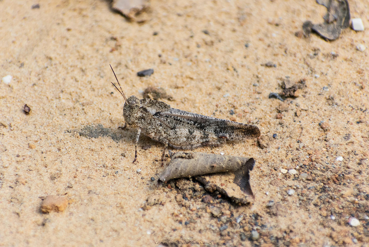 Sandhopper by DragaFlammis on DeviantArt