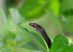 Coachwhip Periscope