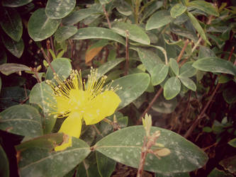 Yellow flower