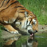 Tiger 4
