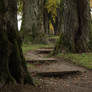 Forrest3