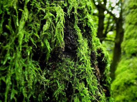 Mossy tree_2