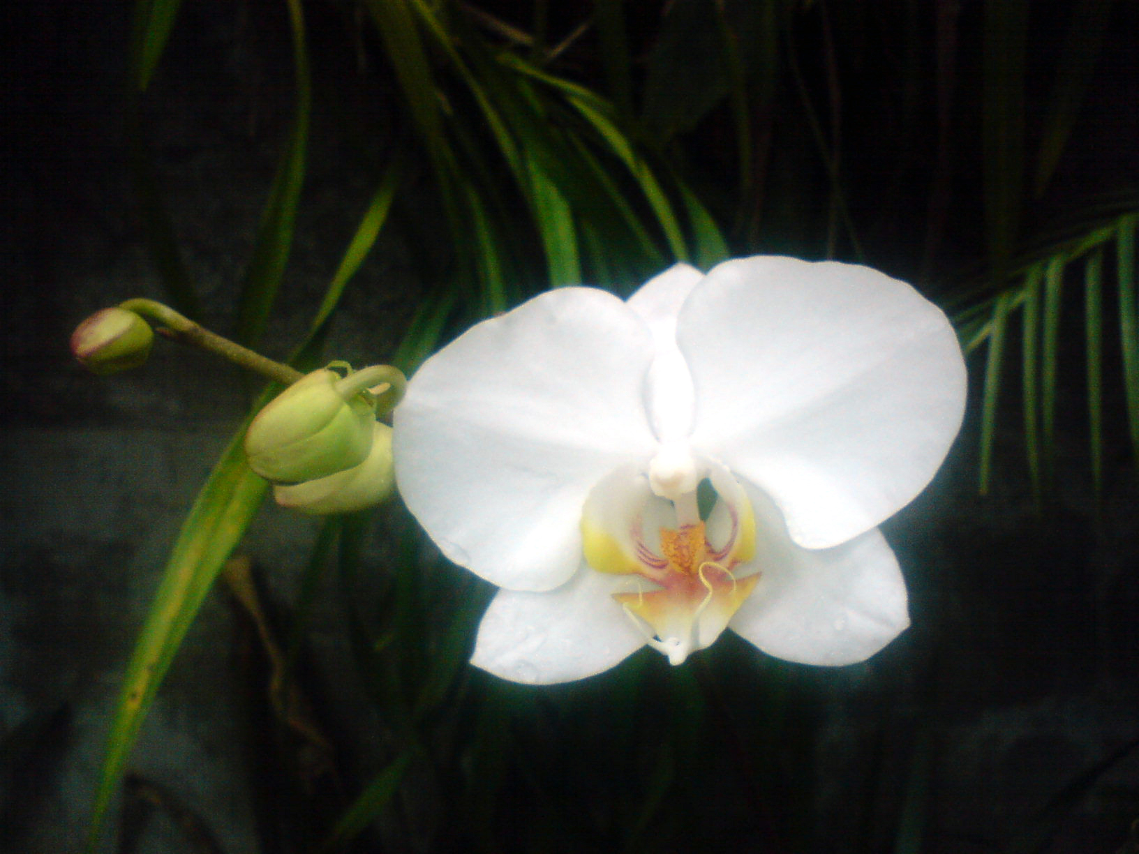 Orquideas Blancas