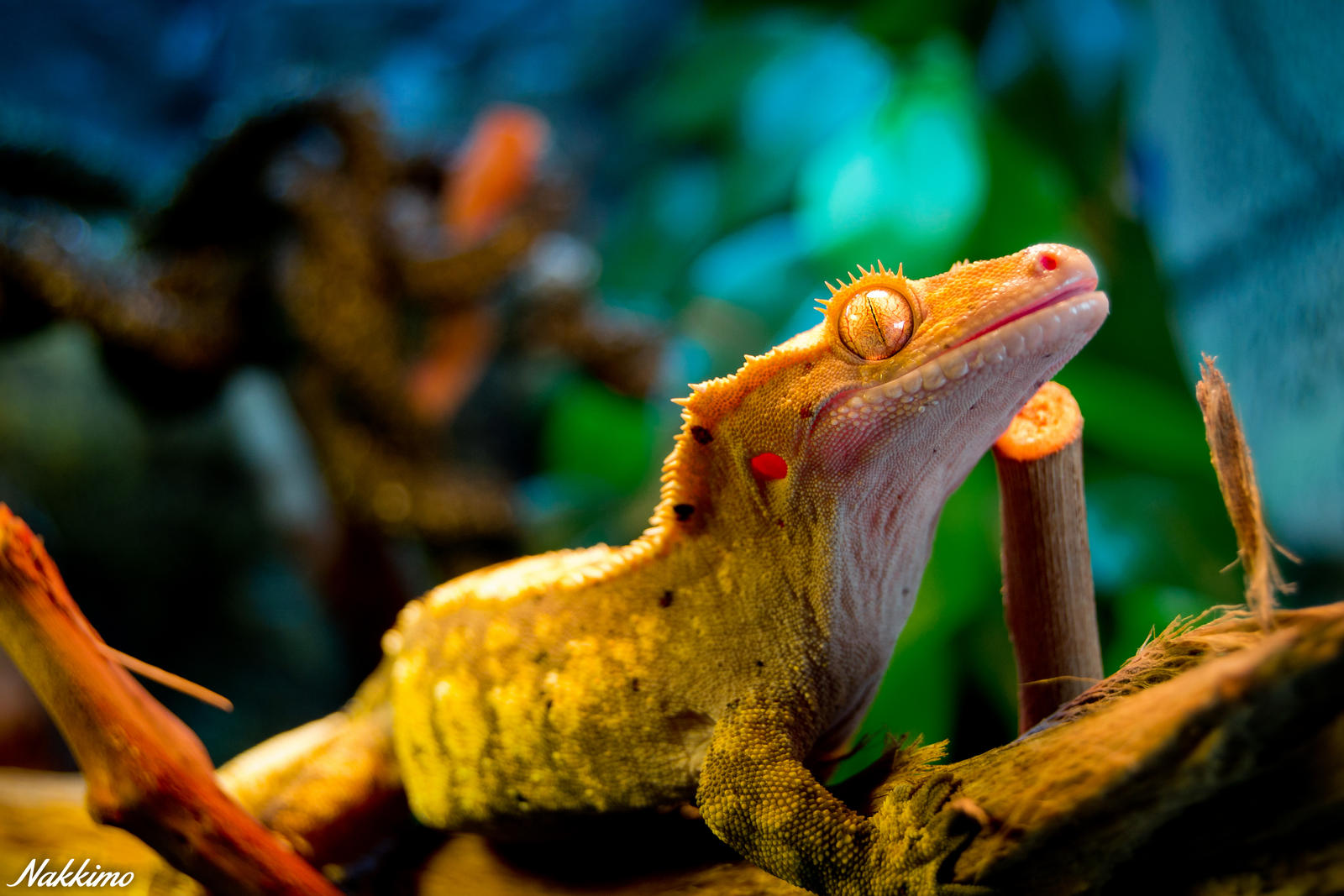 New Caledonian Crested Gecko