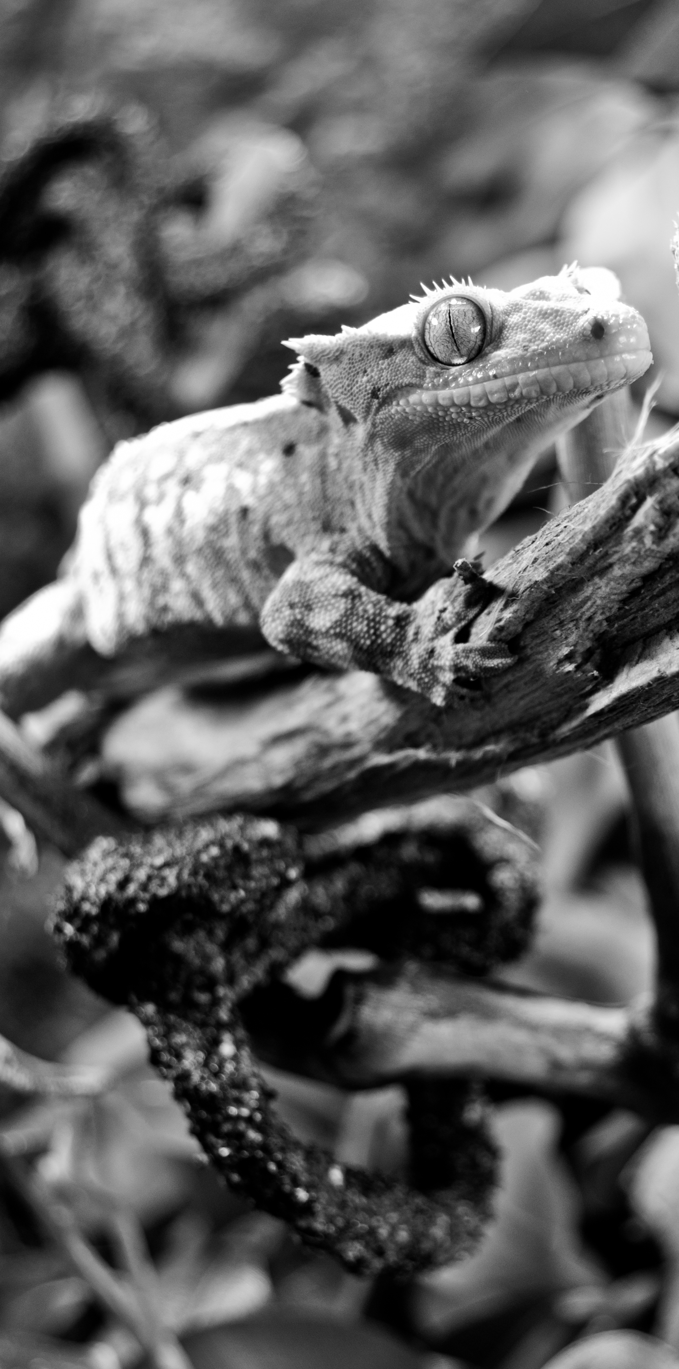 Gecko black and white