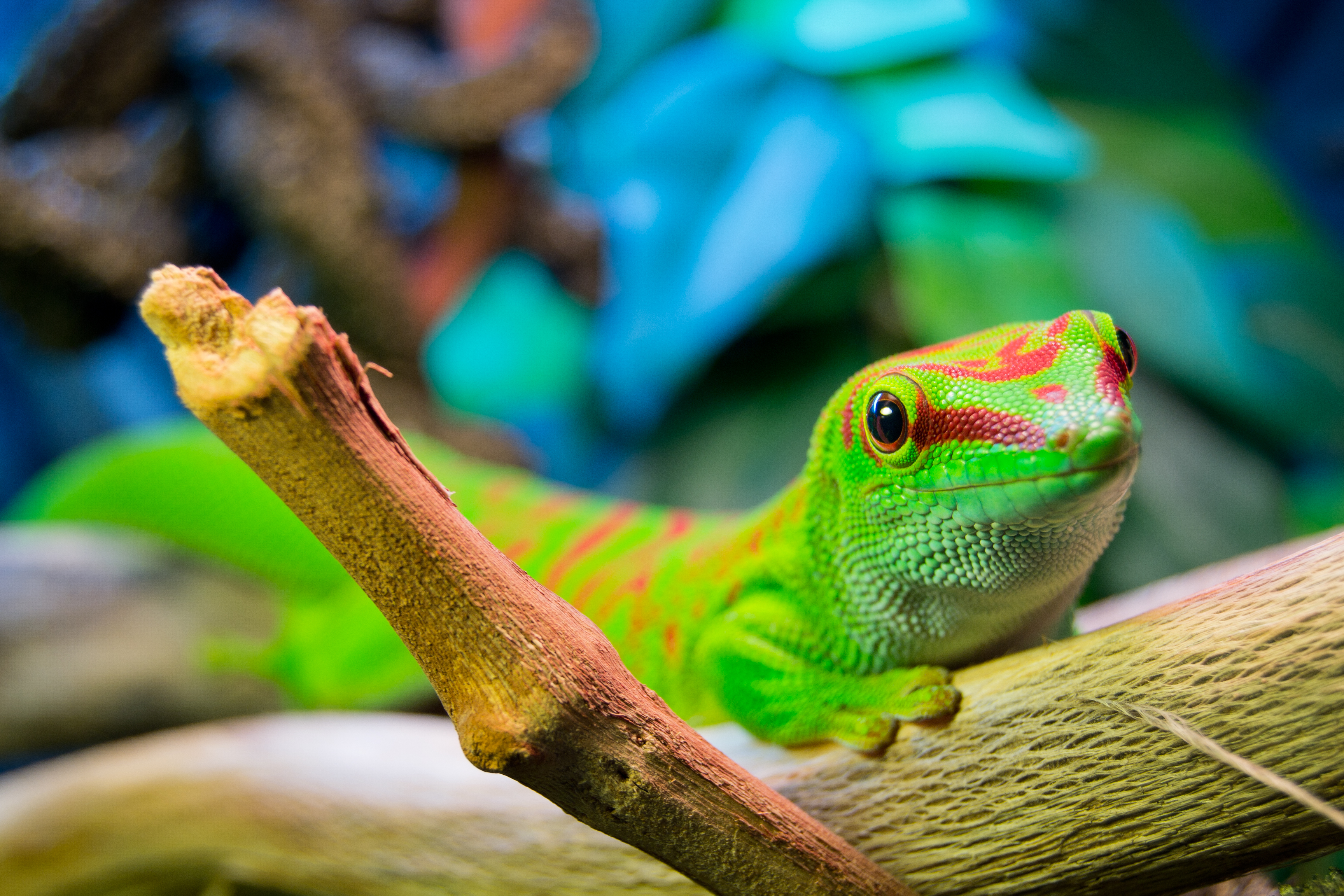 Basking lizard