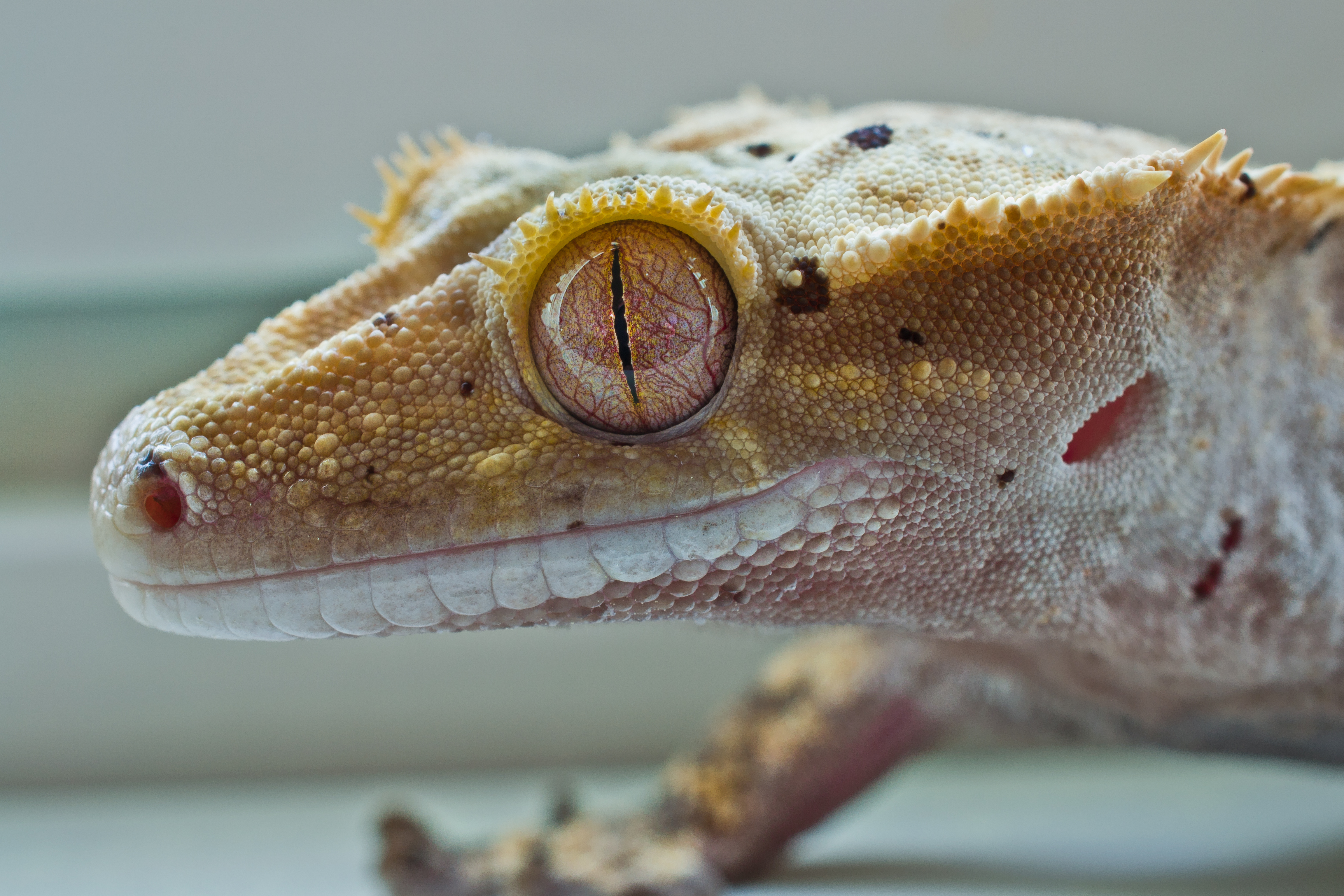 Gecko eye 2