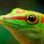 Day Gecko