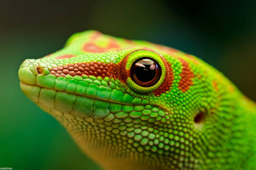 Day Gecko