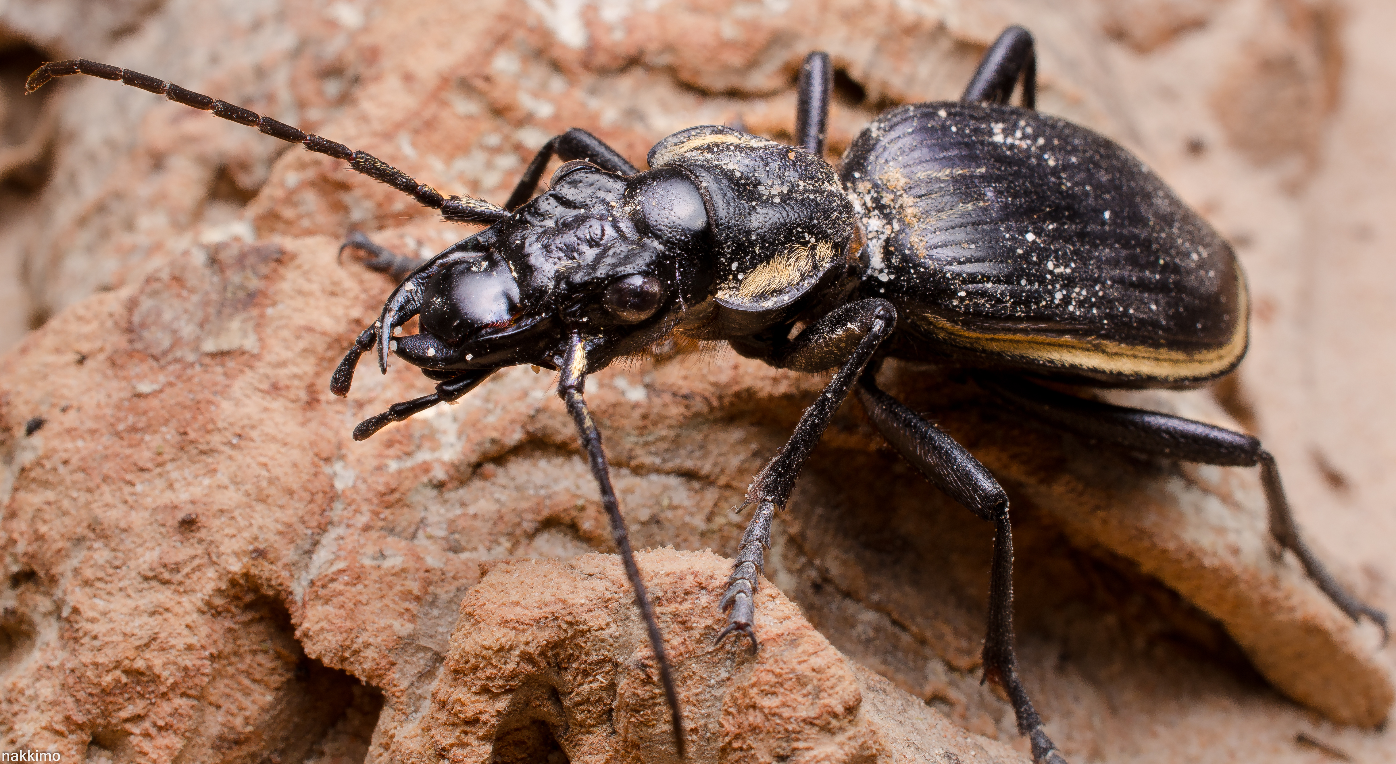 Giant African Ground Beetle