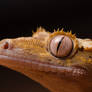 Crested Gecko Female