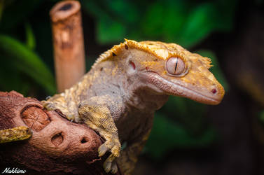 Crested gecko by nakkimo