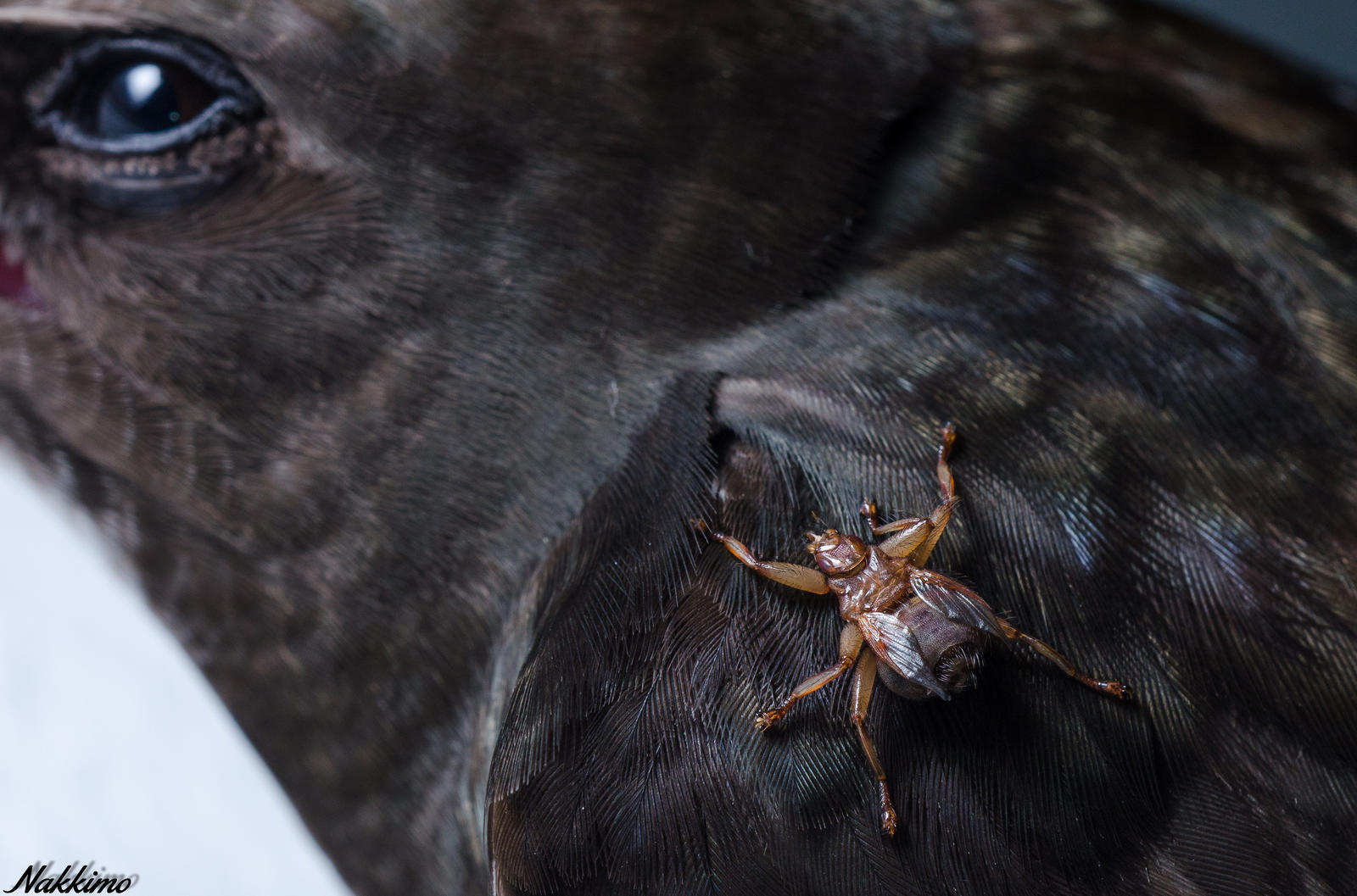 Common Swift with a Louse Fly