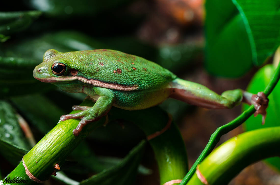 American green tree frog by nakkimo