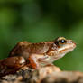 European common frog