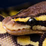 Ball Python