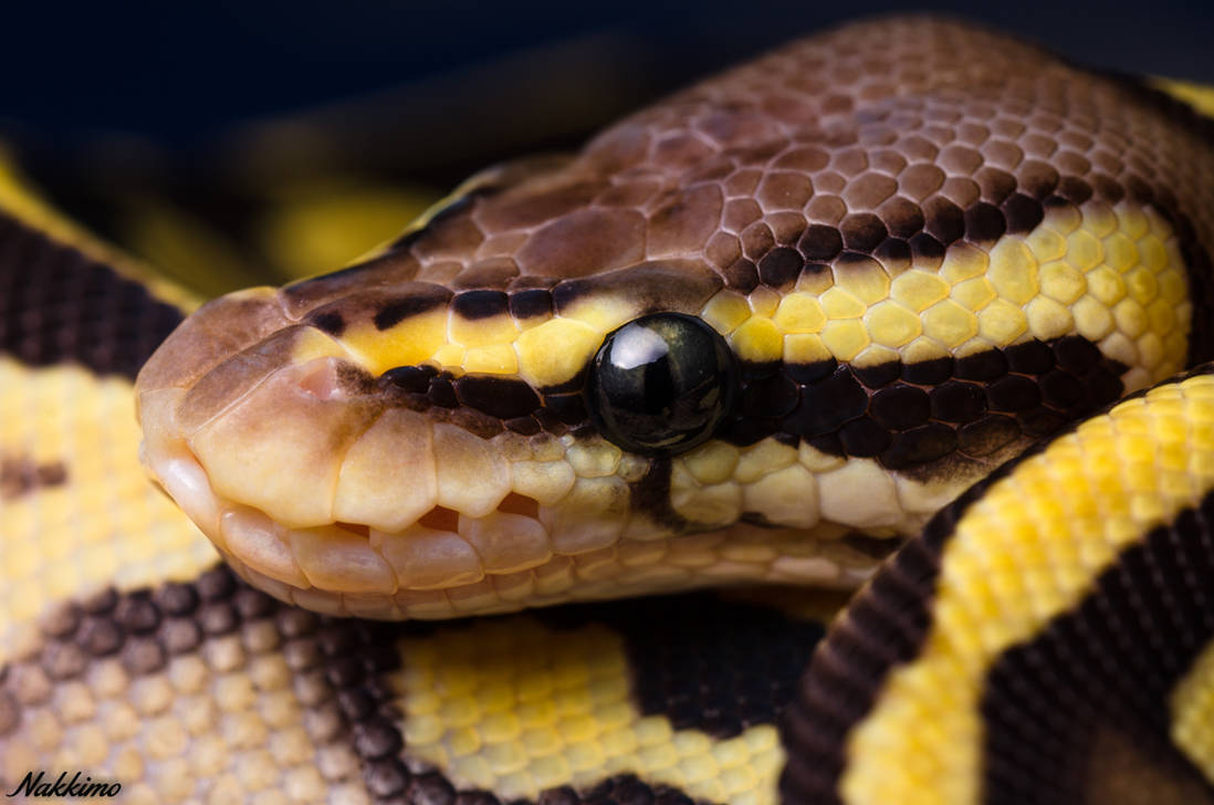 Ball Python by nakkimo on DeviantArt