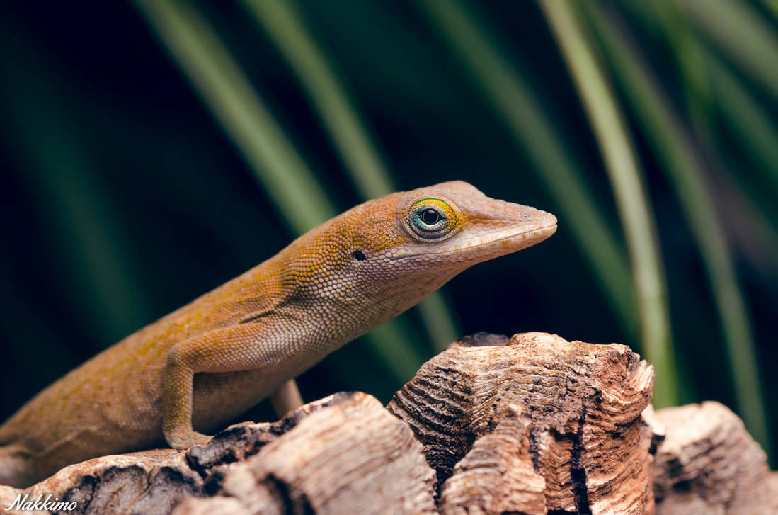 Anolis carolinensis by nakkimo