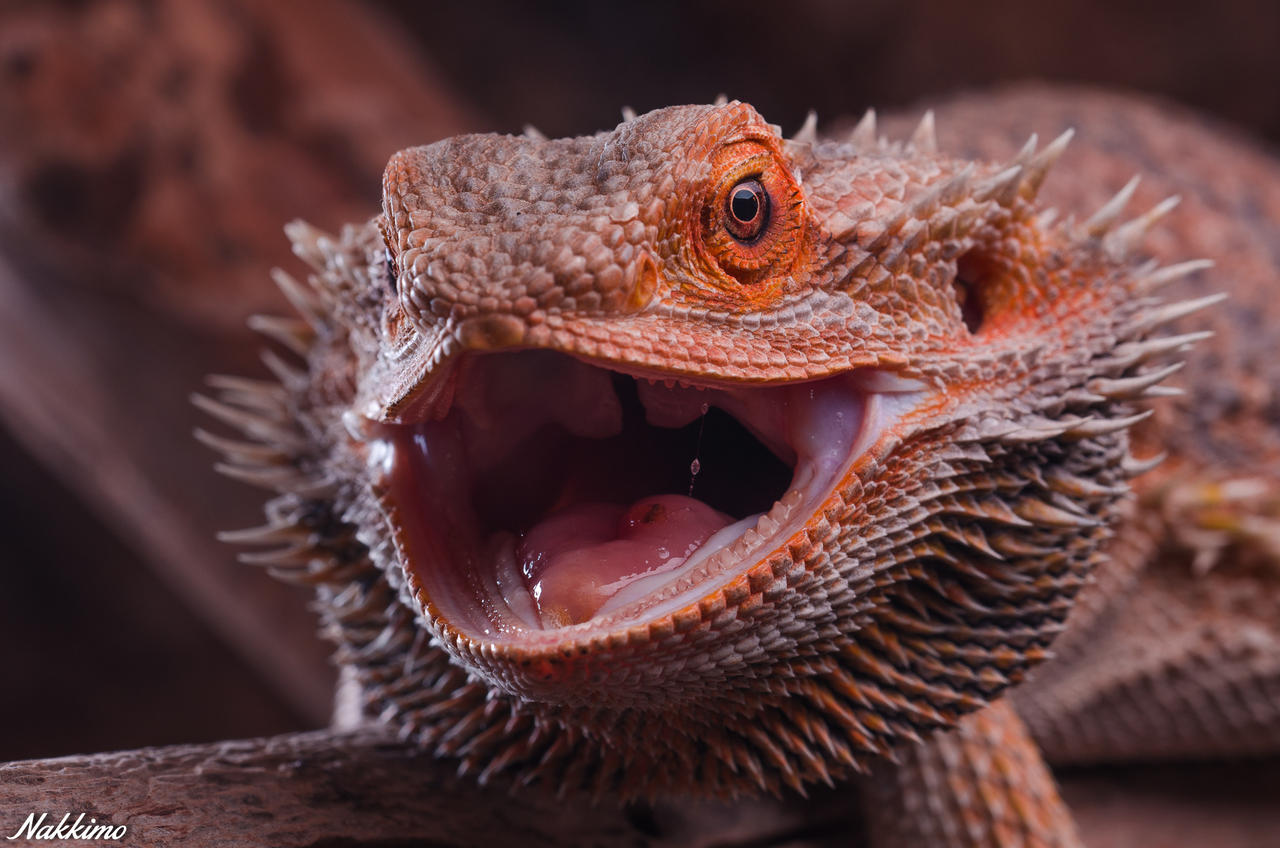 Pogona Vitticeps