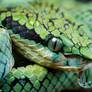 Trimeresurus trigonocephalus